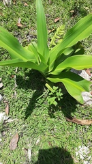 Crinum × amabile