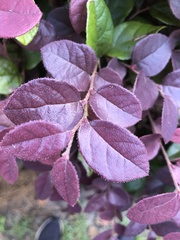 Loropetalum