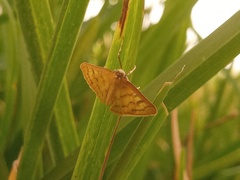 Psara dryalis