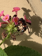 Pachodynerus erynnis