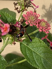 Pachodynerus erynnis