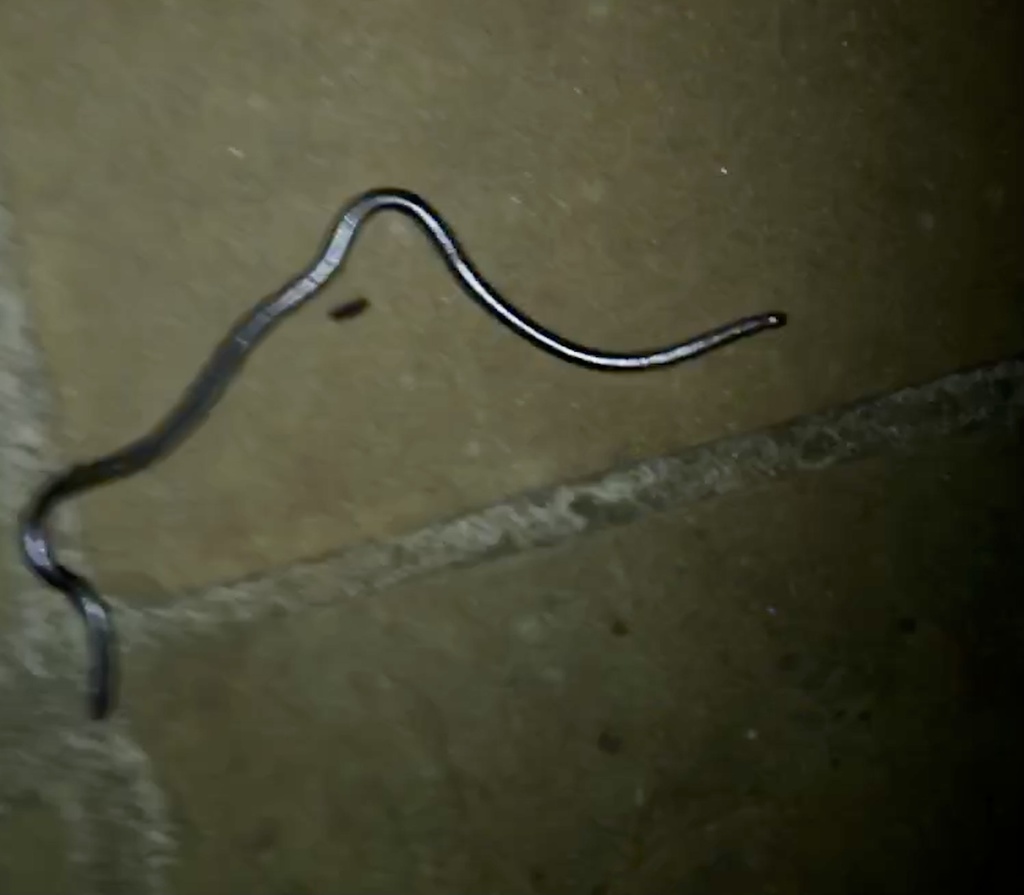 Merker's Thread Snake