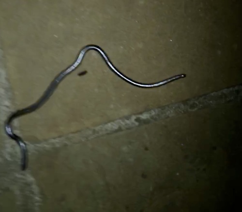 Merker's thread Snake