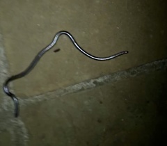Merker's thread Snake