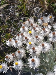 Syncarpha argyropsis