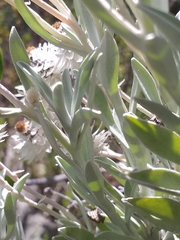 Syncarpha argyropsis