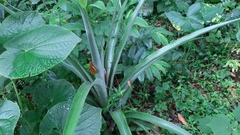 Ananas comosus comosus