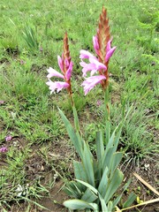 Watsonia lepida