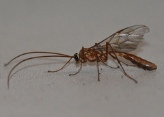 Ophion obscuratus