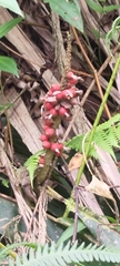 Alpinia sessiliflora