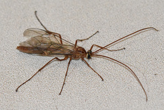 Ophion obscuratus