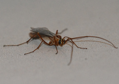 Ophion obscuratus