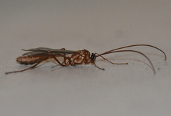 Ophion obscuratus