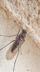 Liancalus virens