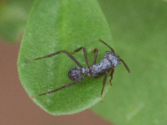 Acromyrmex