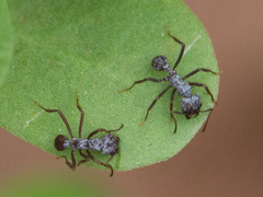Acromyrmex