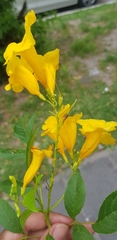 Tecoma stans