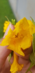 Tecoma stans