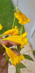 Tecoma stans