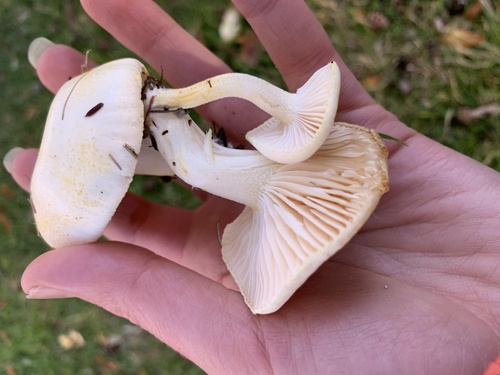 Hygrophorus chrysodon — (c) Elizabeth Axley, some rights reserved (CC BY)