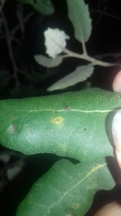 Contarinia ilicis