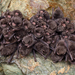 Eastern Bent-winged Bat - Photo (c) Ryosuke Kuwahara, some rights reserved (CC BY-NC), uploaded by Ryosuke Kuwahara