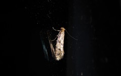 Archyala terranea
