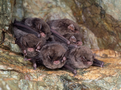 Asian Long-Fingered Bat photo 4