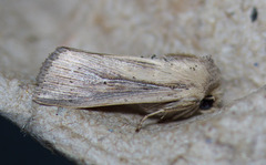 Leucania oaxacana