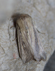 Leucania oaxacana