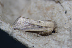 Leucania oaxacana