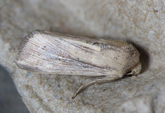 Leucania oaxacana