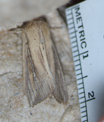 Leucania oaxacana