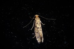 Archyala terranea