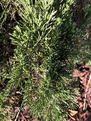 Juniperus virginiana