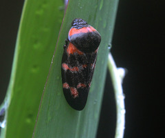 Cosmoscarta dimidiata