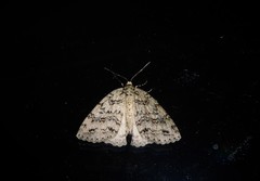 Pseudocoremia rudisata