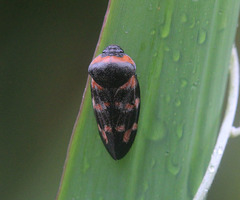 Cosmoscarta dimidiata