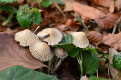 Coprinellus impatiens