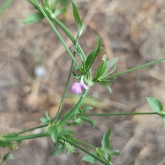 Dicliptera resupinata
