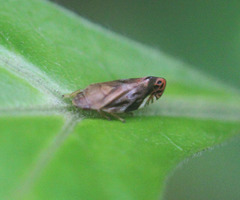 Thoodzata princeps