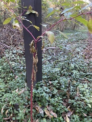 Phytolacca americana