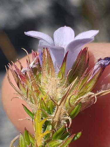 Image of Roella spicata by (c) kevin koen, some rights reserved (CC BY-SA)