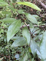 Cinnamomum camphora