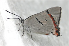 Pseudalmenus chlorinda