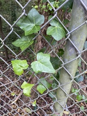 Hedera helix