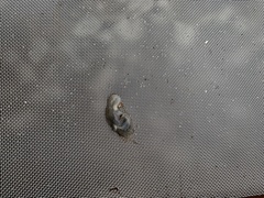 Leptosynapta tenuis