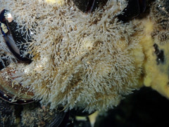 Bugulina stolonifera