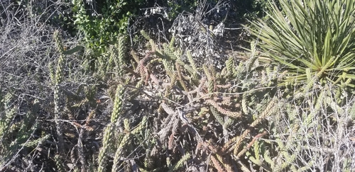 California cholla (Cylindropuntia californica)