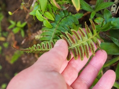 Blechnum appendiculatum